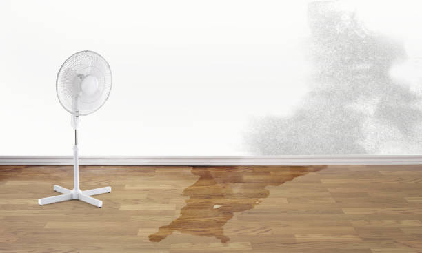 Best Ceiling water damage repair  in Campbell, FL