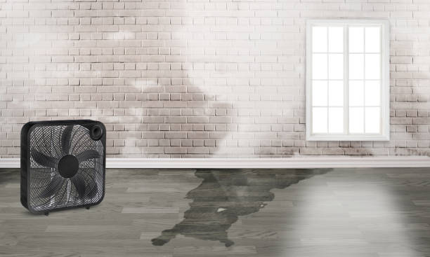 Best Mold removal after water damage  in Campbell, FL